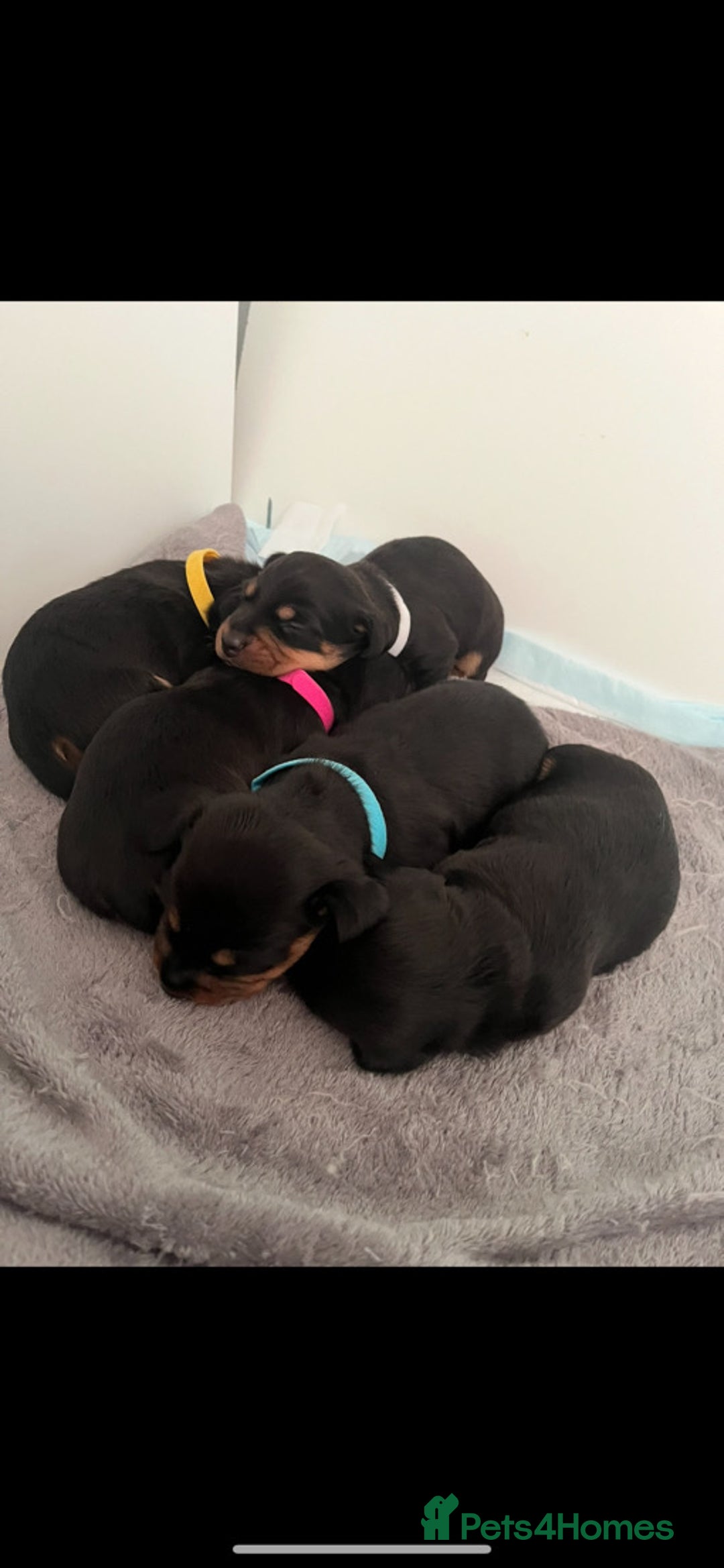 Miniature Dachshund dogs for sale: miniature dachshund pups - Image 8
