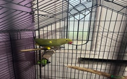 Ringnecks birds for sale: Green pied ringneck with cage - Image 1
