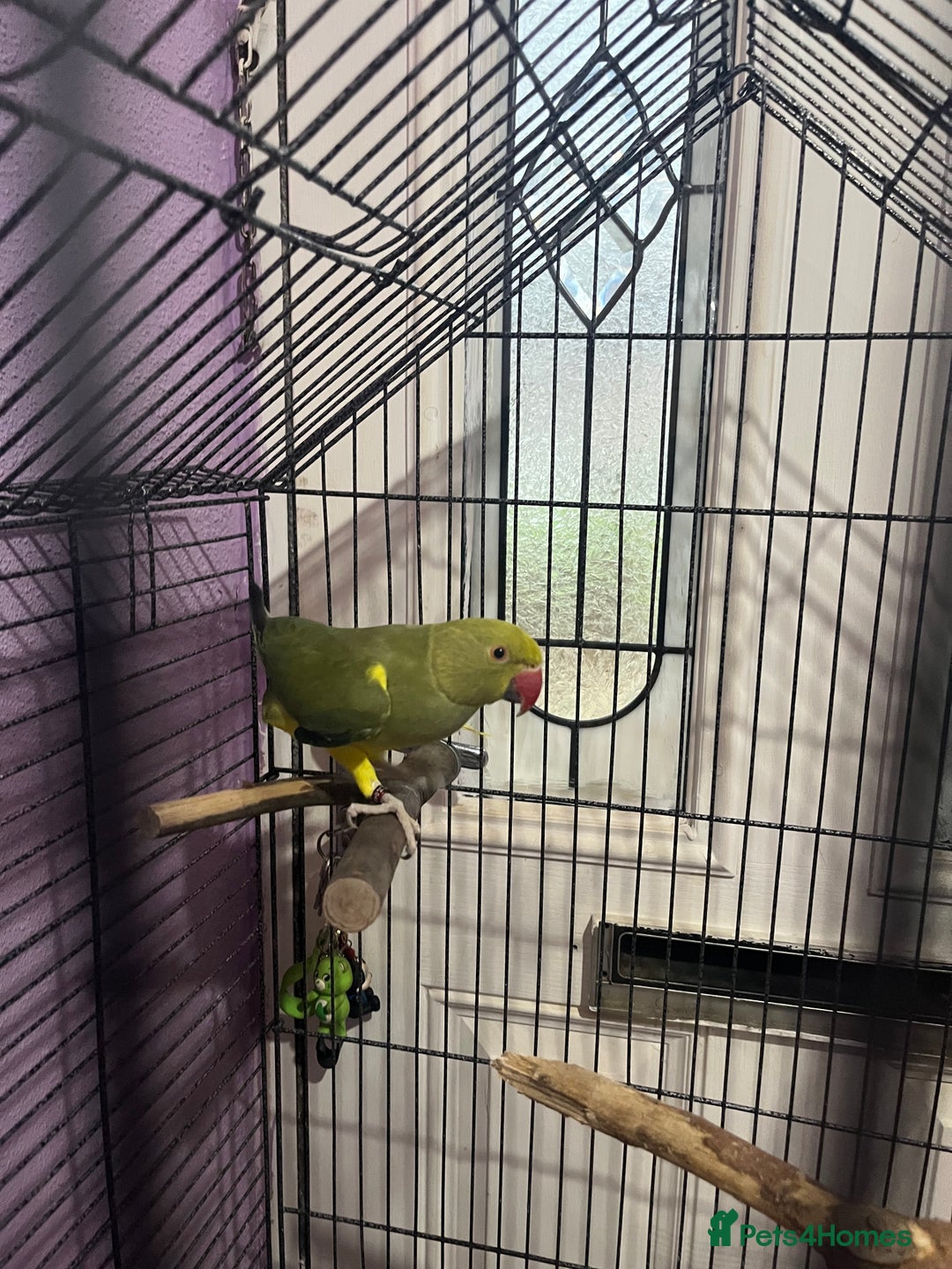 Ringnecks birds for sale: Green pied ringneck with cage - Image 1