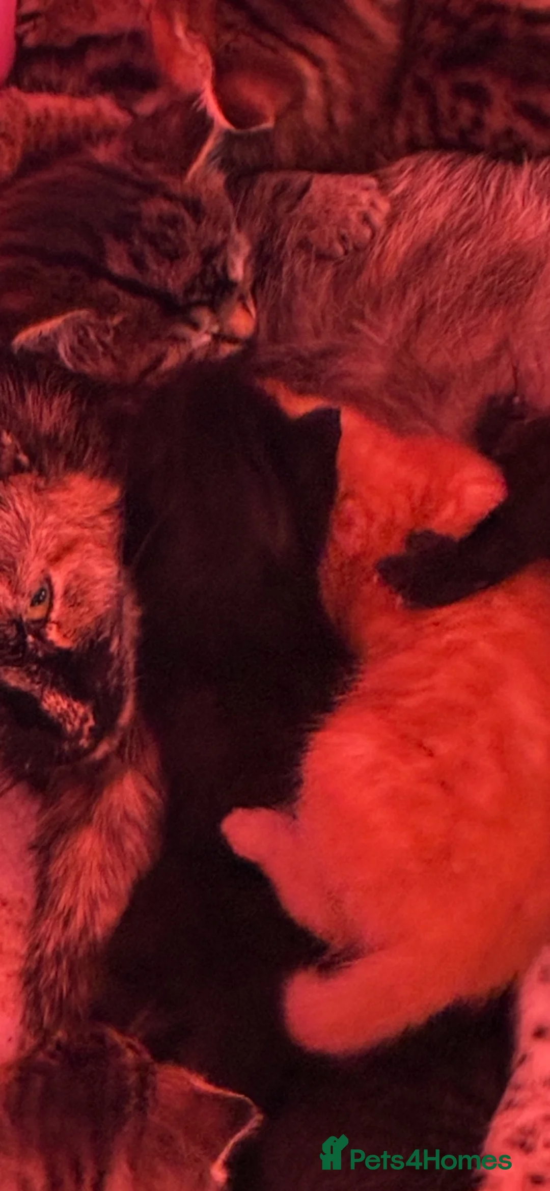 Mixed Breed cats for sale: Gorgeous kittens looking for forever homes - Advert 5