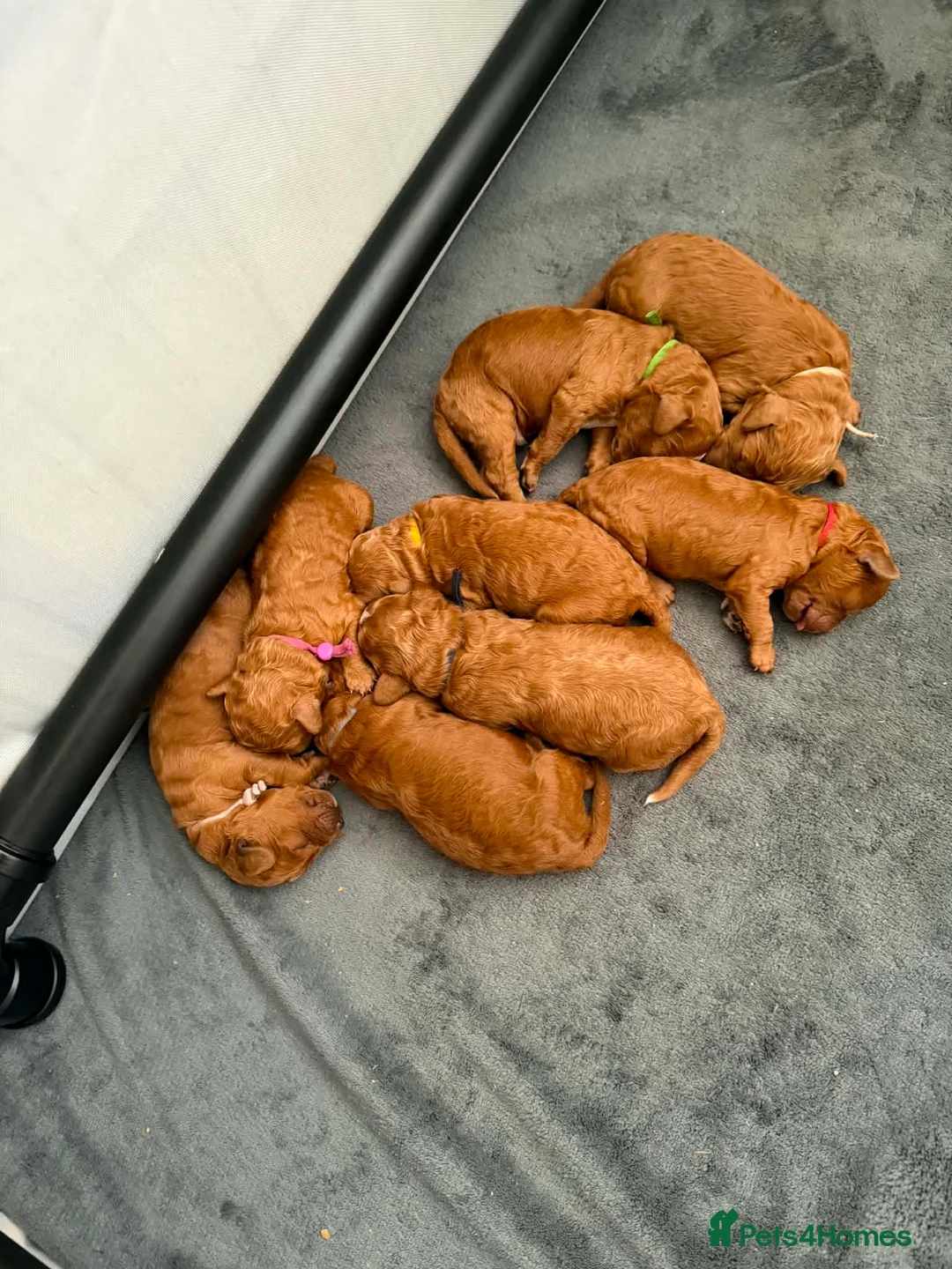 Cavapoo dogs for sale: F1bb toy cavapoo - Advert 2