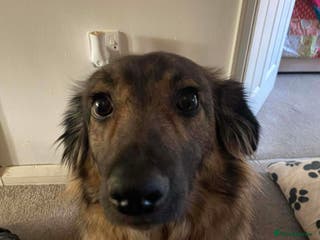 Mixed Breed dogs Sweet Tripaw girl Rasu - Advert 1