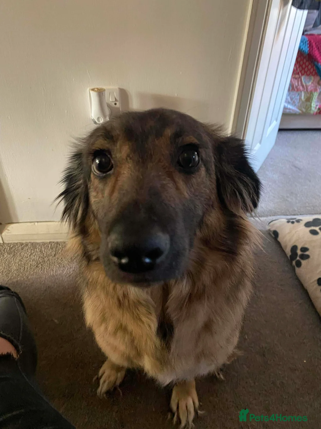 Mixed Breed dogs for adoption: Sweet Tripaw girl Rasu in Chelmsford - Advert 1