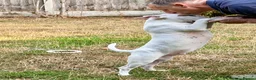 Bull Terrier dogs for sale: Healthy, happy, friendly trained 5-mo BT puppy boy - Advert 10
