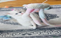 Ragdoll cats for sale: 2 Mink & 1 Blue Point Fluffy Babies  - Image 11