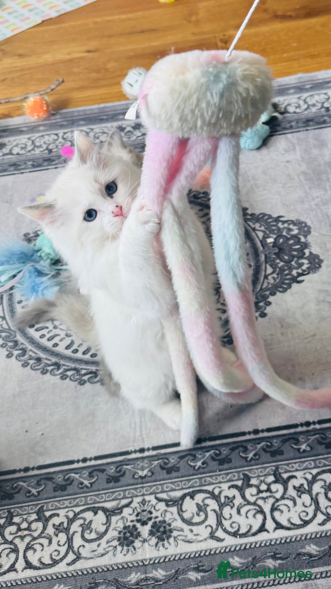 Ragdoll cats for sale: 2 Mink & 1 Blue Point Fluffy Babies  - Image 11