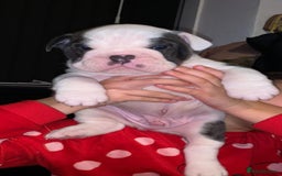 English Bulldog dogs for stud: HEALTH TESTED CLEAR & BOAS GRADED ZERO KC REG in Doncaster - Image 17