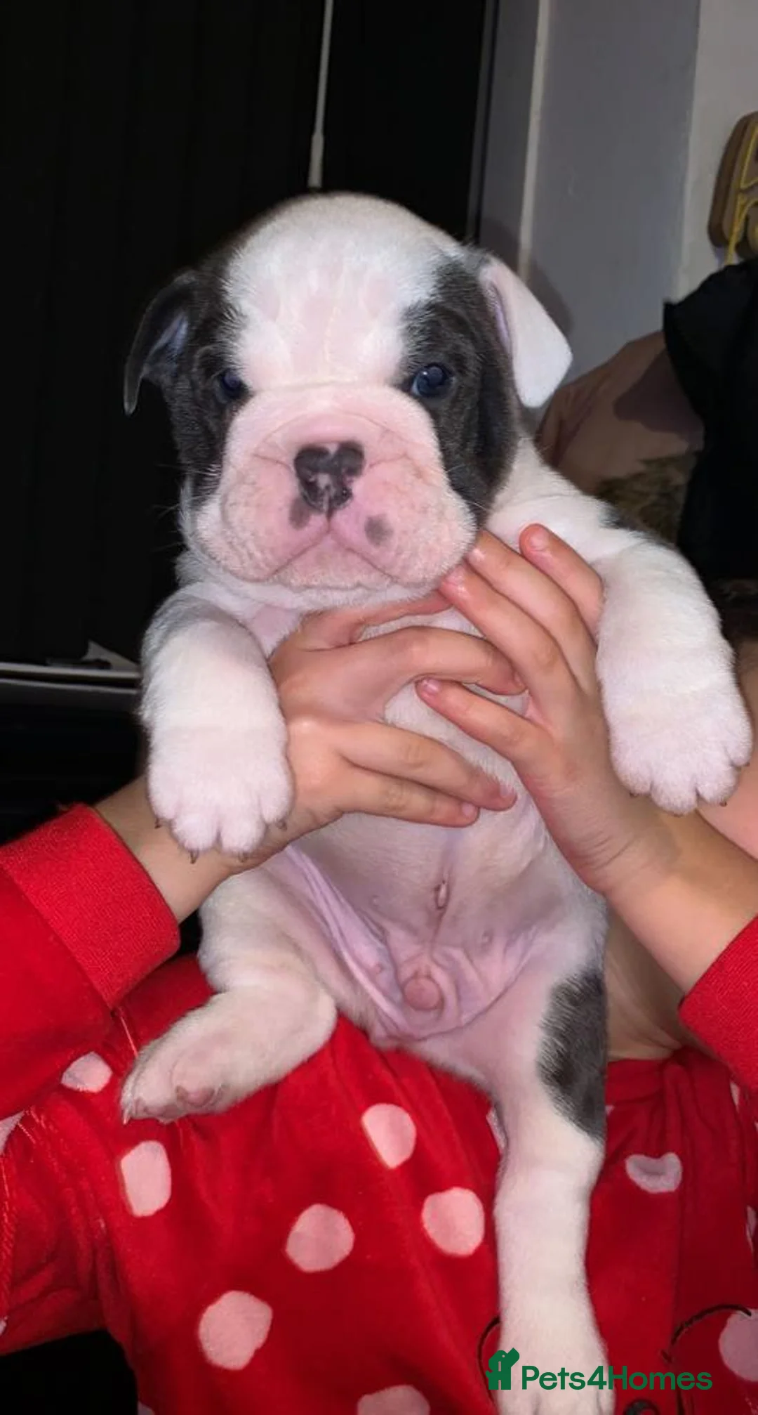 English Bulldog dogs for stud: HEALTH TESTED CLEAR & BOAS GRADED ZERO KC REG in Doncaster - Advert 17