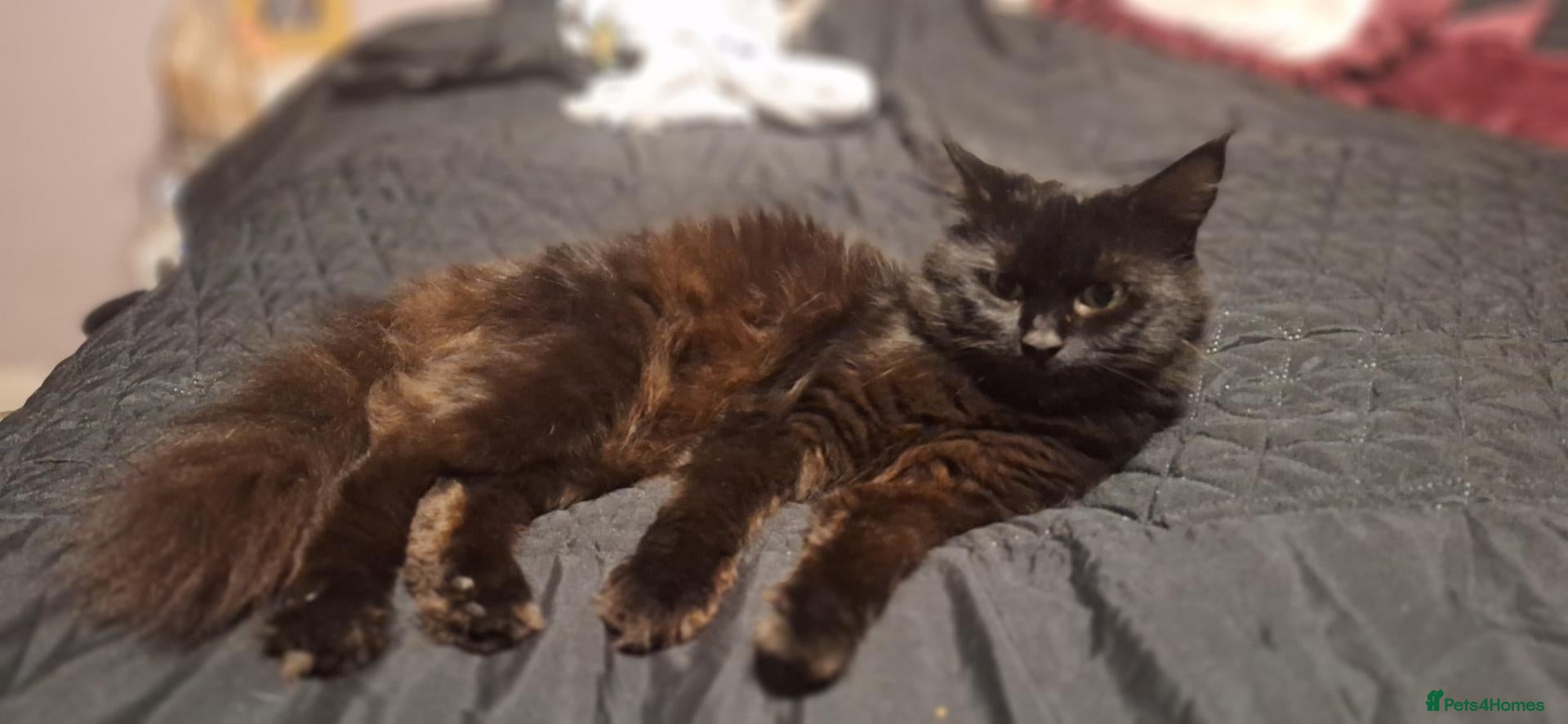 Mixed Breed cats Black kittens - Advert 1