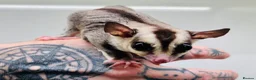 Sugar Glider rodents for sale: 4 x Sugar Gliders and Full Setup - Advert 2