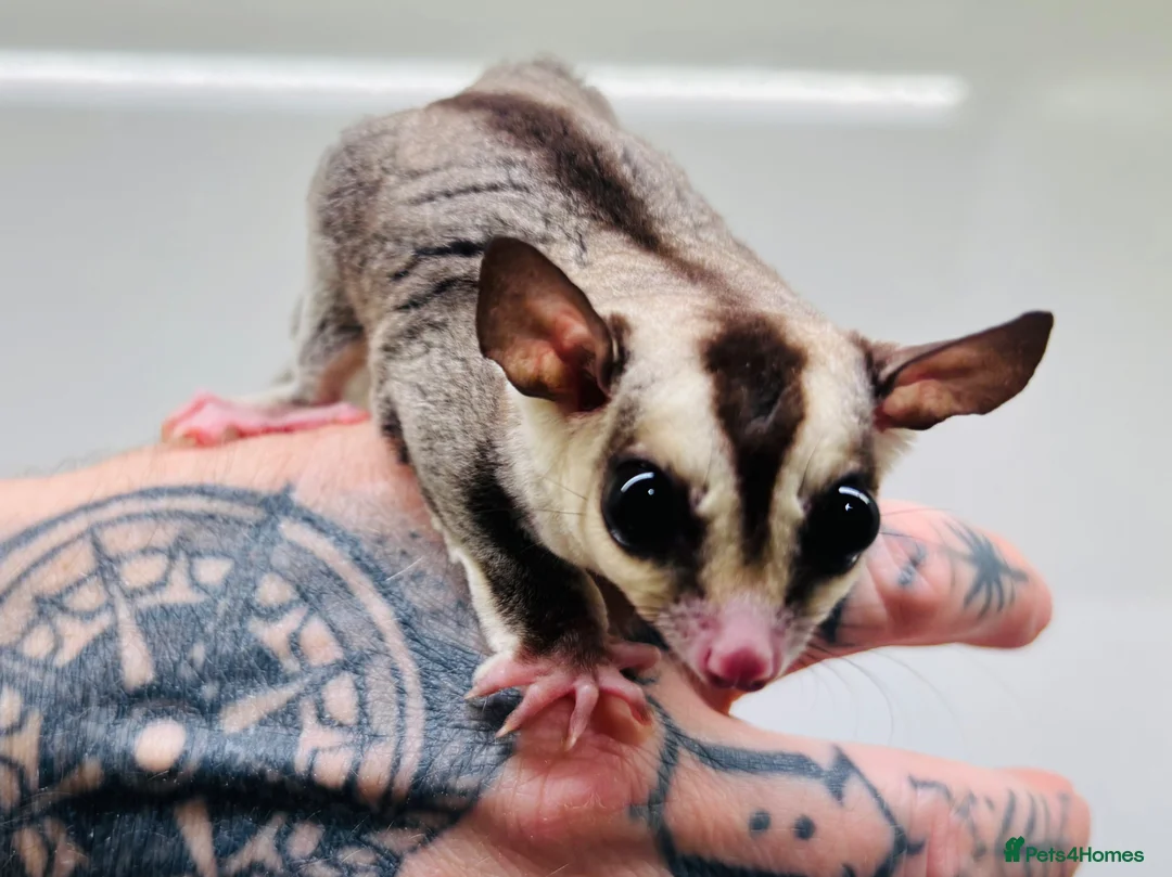 Sugar Glider rodents for sale: 4 x Sugar Gliders and Full Setup - Advert 2