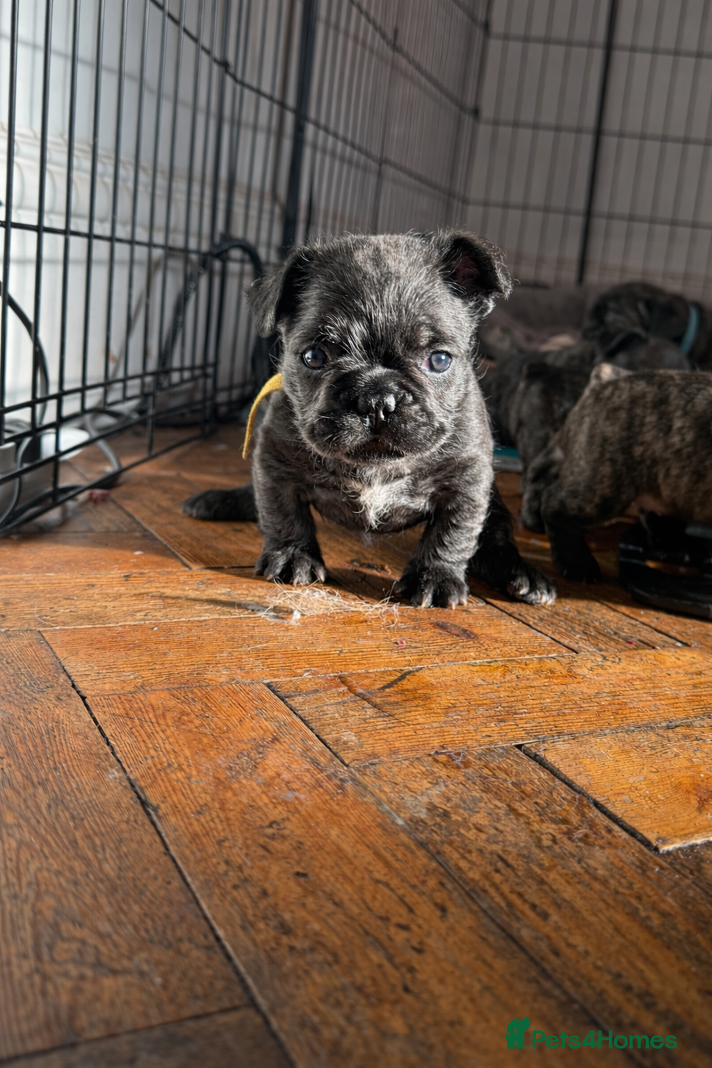 French Bulldog dogs  **  fluffy/wirehair French bulldogs   - Advert 12