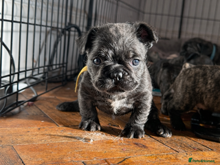 French Bulldog dogs ** fluffy/wirehair French bulldogs - Advert 12