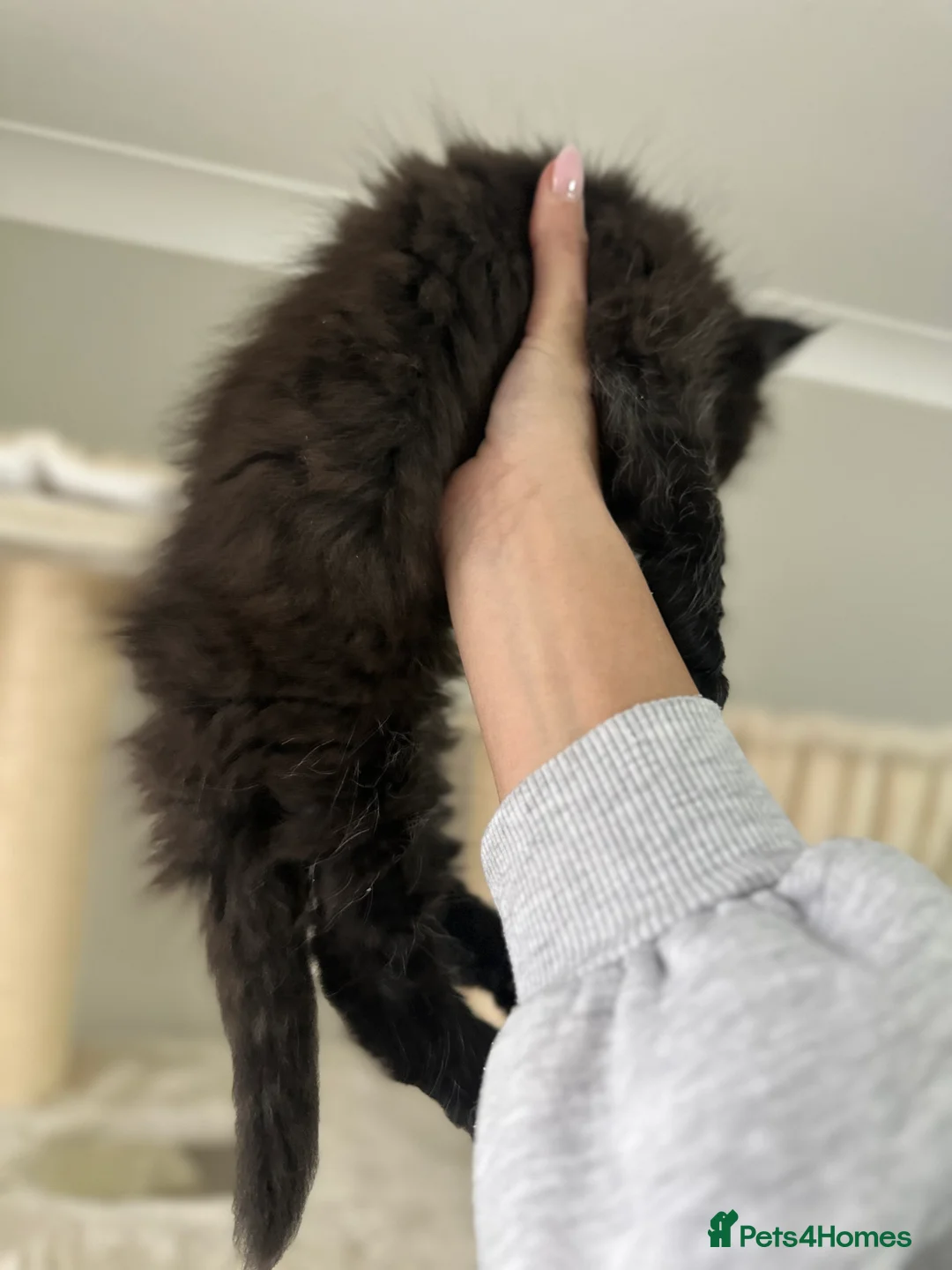 Maine Coon cats for sale: Stunning TICA Registered Maine Coon Kittens - Advert 5