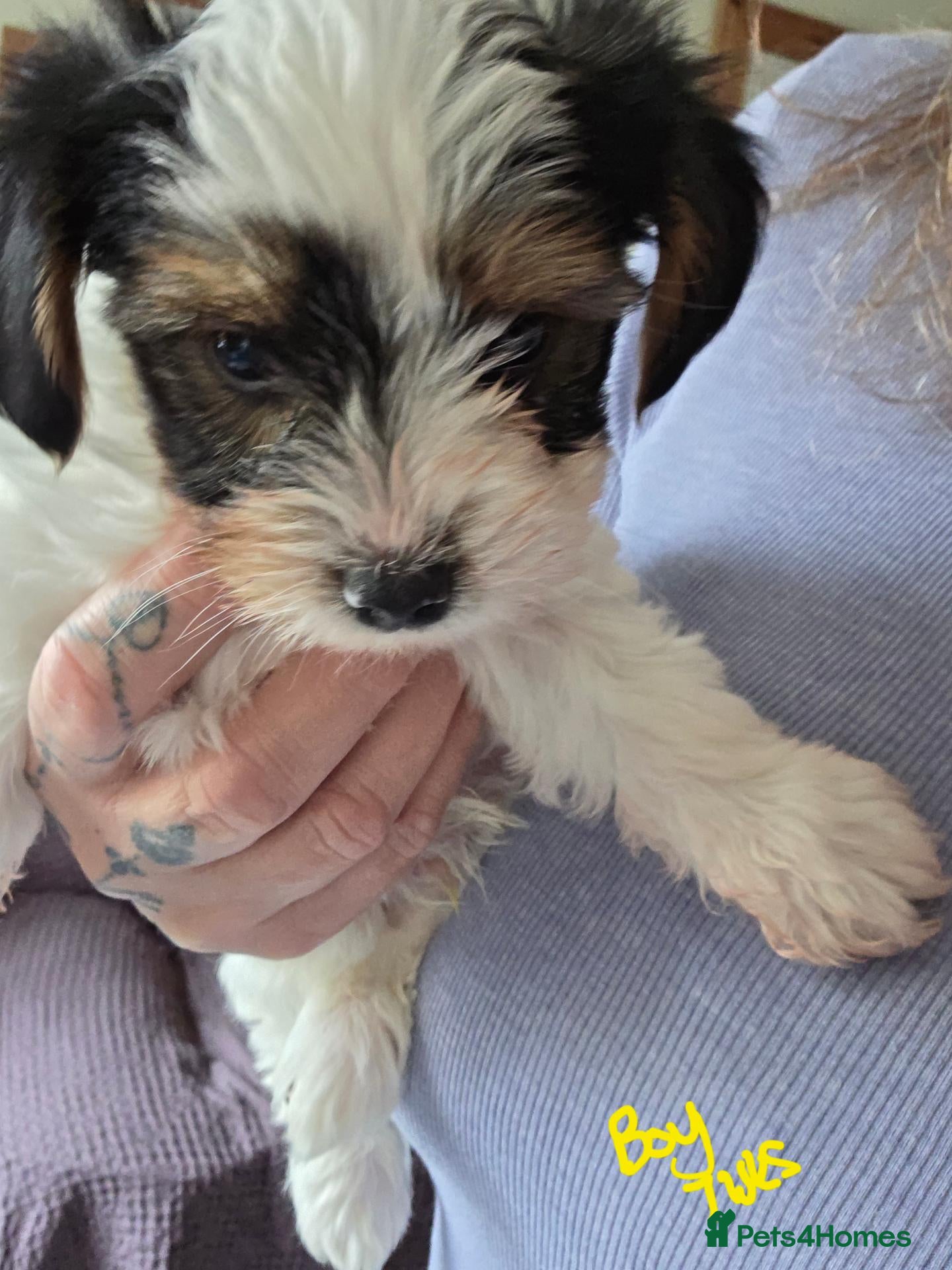 Biewer Terrier dogs Pure bred Biewer Terrier  - Advert 4