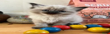 Mixed Breed Kitten 3