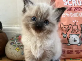 Mixed Breed cats Champion parents had cute babies - Advert 5
