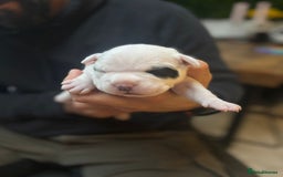 Mixed Breed dogs for sale: English Bulldog Staff Mix (Old Tyme Bulldog) - Image 12