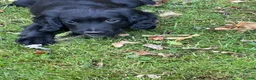 Sprocker dogs for sale: Sprocker spaniels  in North Walsham - Advert 5