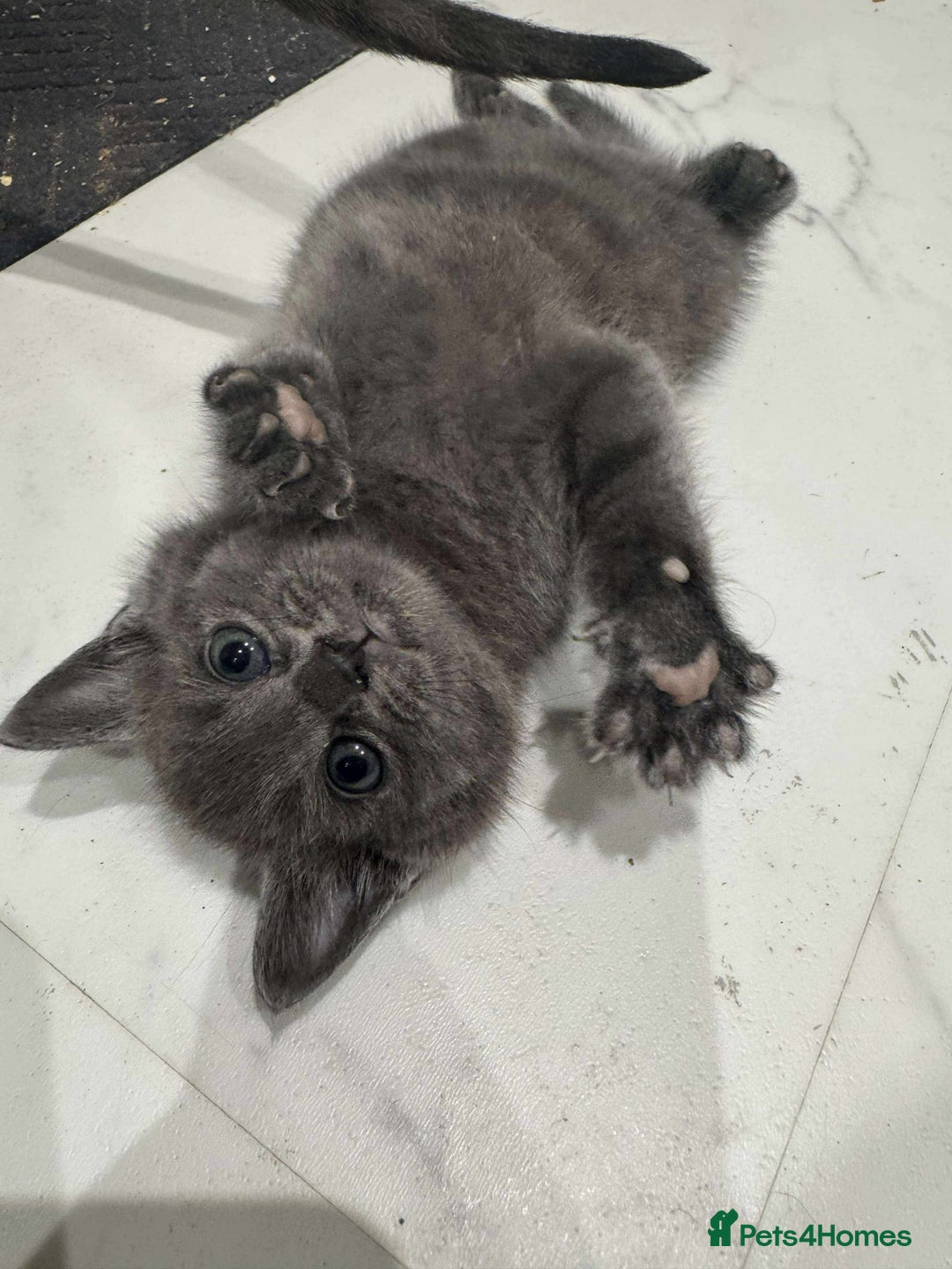 British Shorthair cats for sale: Blue British short haired kittens - Image 1