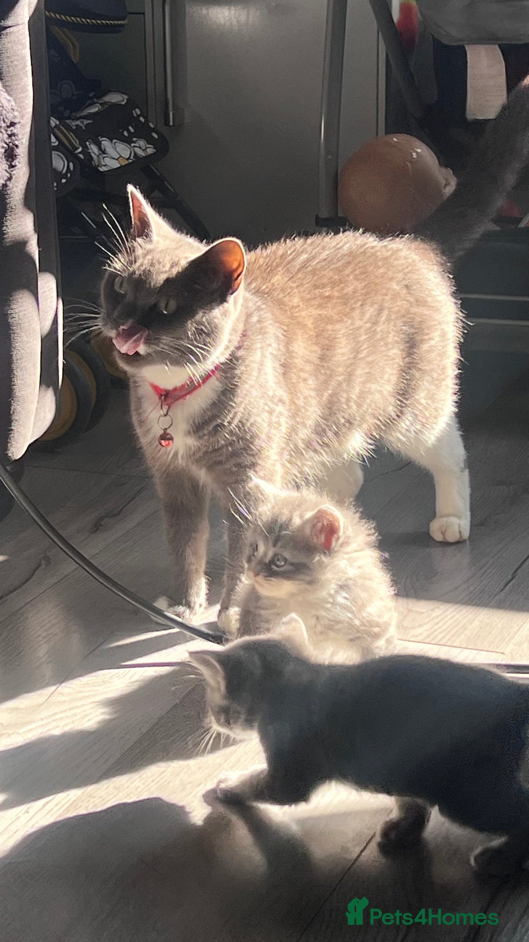 Mixed Breed cats for sale: 3 beautiful baby’s looking for their loving home  - Image 19