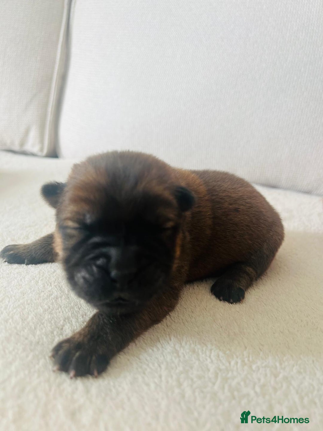 Chow Chow dogs for sale: Gorgeous Chow Chow Puppies Raised in a loving Home - Image 4