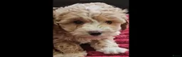 Maltipoo dogs for sale: Maltipoo  - Advert 2