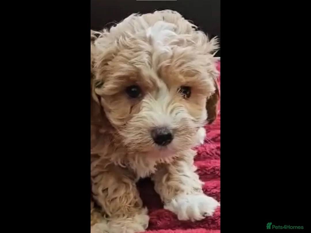 Maltipoo dogs for sale: Maltipoo  - Advert 2
