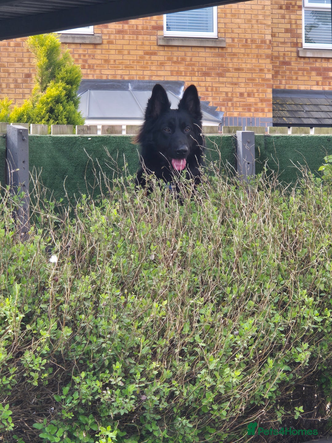 German Shepherd dogs for sale: Gorgeous KC registered German Shepard  - Image 10