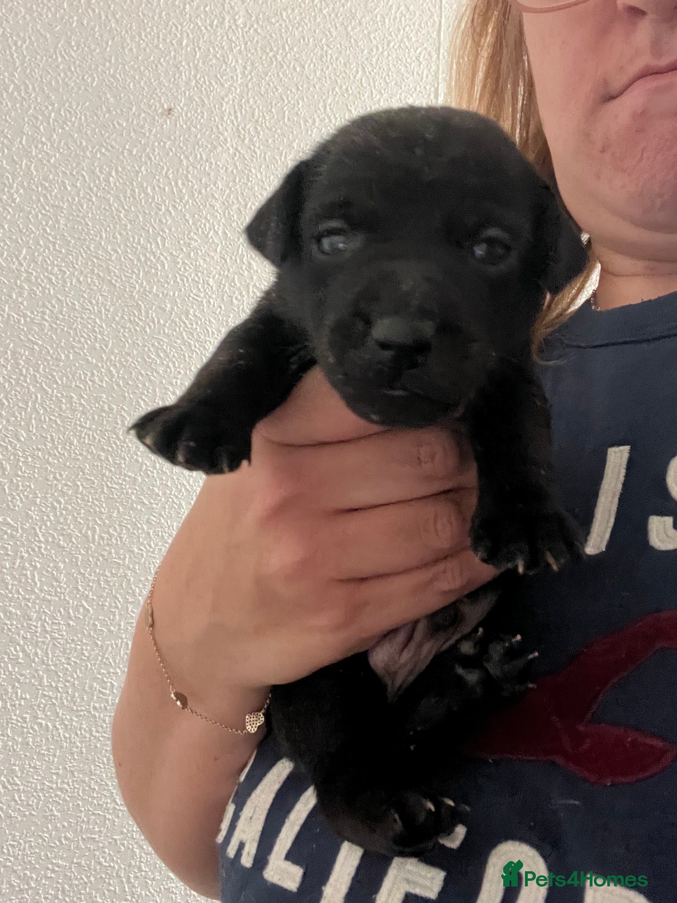 Jack Russell dogs 🐶 Stunning Jack russell pups  - Advert 2