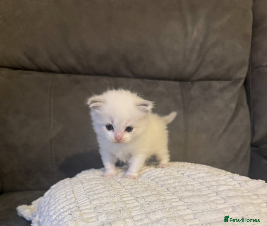 Ragdoll cats for sale: Stunning Ragdoll Boy Kitten - Image 7