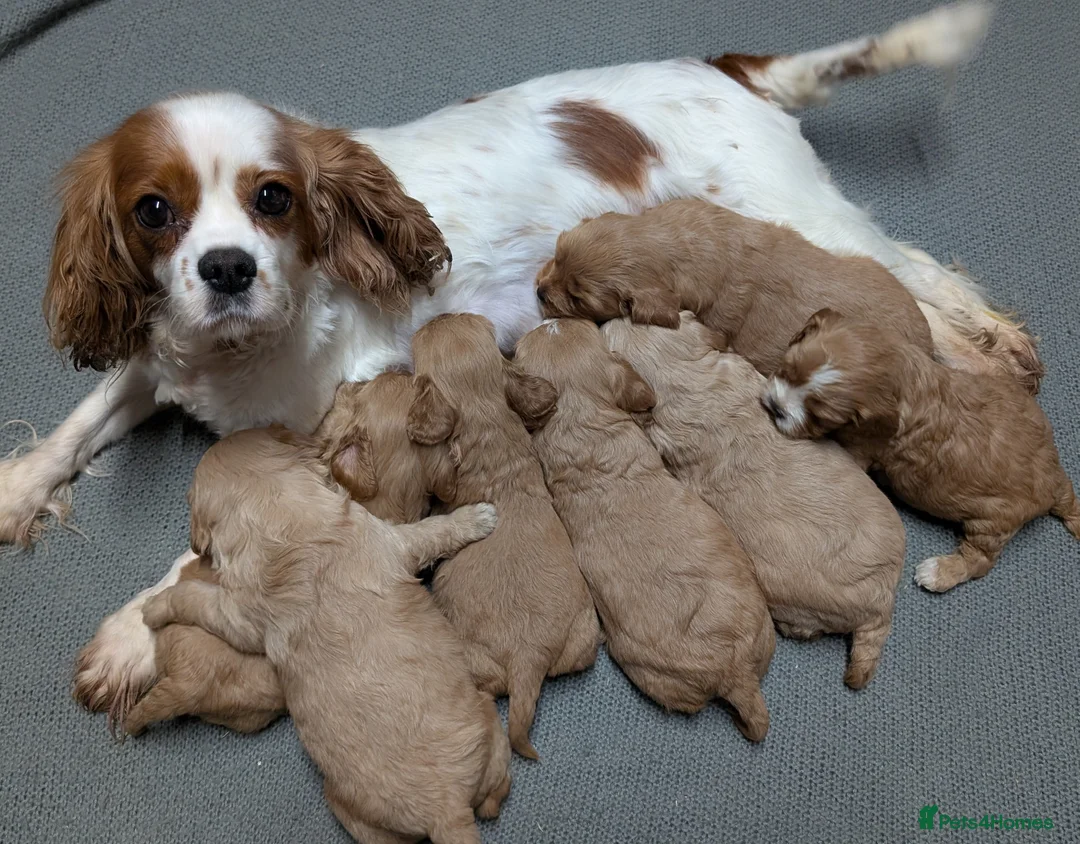 Cavapoo dogs for sale: Quality & Beautiful F1 Cavapoo DNA clear puppies - Advert 2
