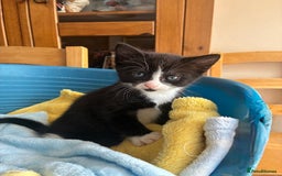 Mixed Breed cats for sale: Two beautiful boy kittens for sale  - Image 7