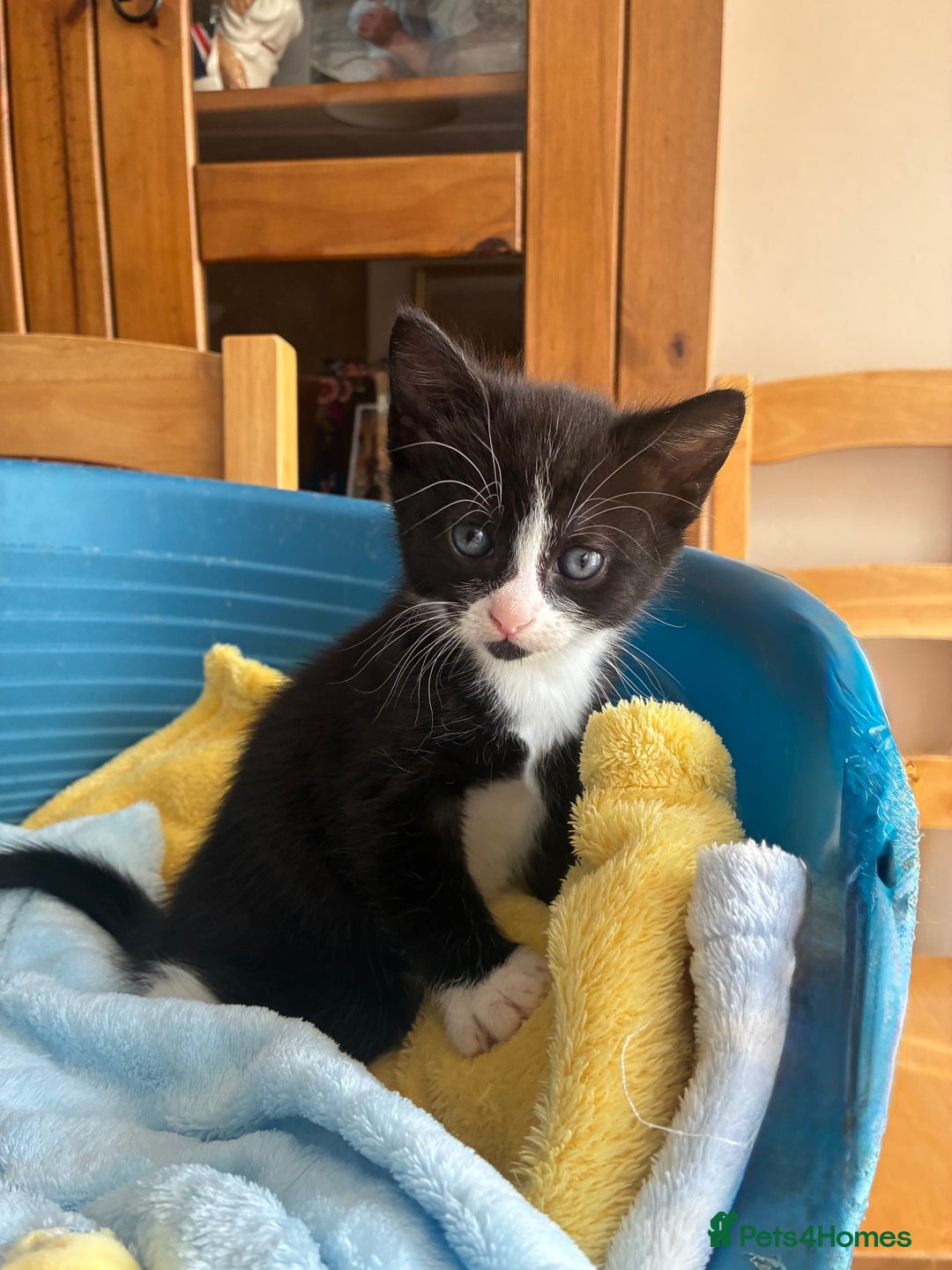 Mixed Breed cats for sale: Two beautiful boy kittens for sale  - Image 7