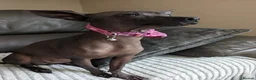 Mexican Hairless dogs for sale: Mini mexican coated/hairless xoloitzcuintli - Advert 7