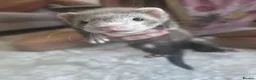 Ferret rodents for sale: 2 Jill's for sale 10weeks old and 8weeks old in Cwmbran - Advert 4
