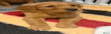 Golden Retriever 1