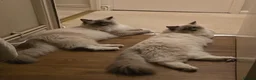 Ragdoll cats for sale: Sweet Fluffy Ragdoll Kittens Looking for Homes!  - Advert 11