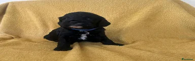 Mixed Breed Puppy 4