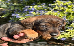 Miniature Dachshund dogs for sale: Miniature Wire Haired Dachshund puppies. in Stroud - Image 6