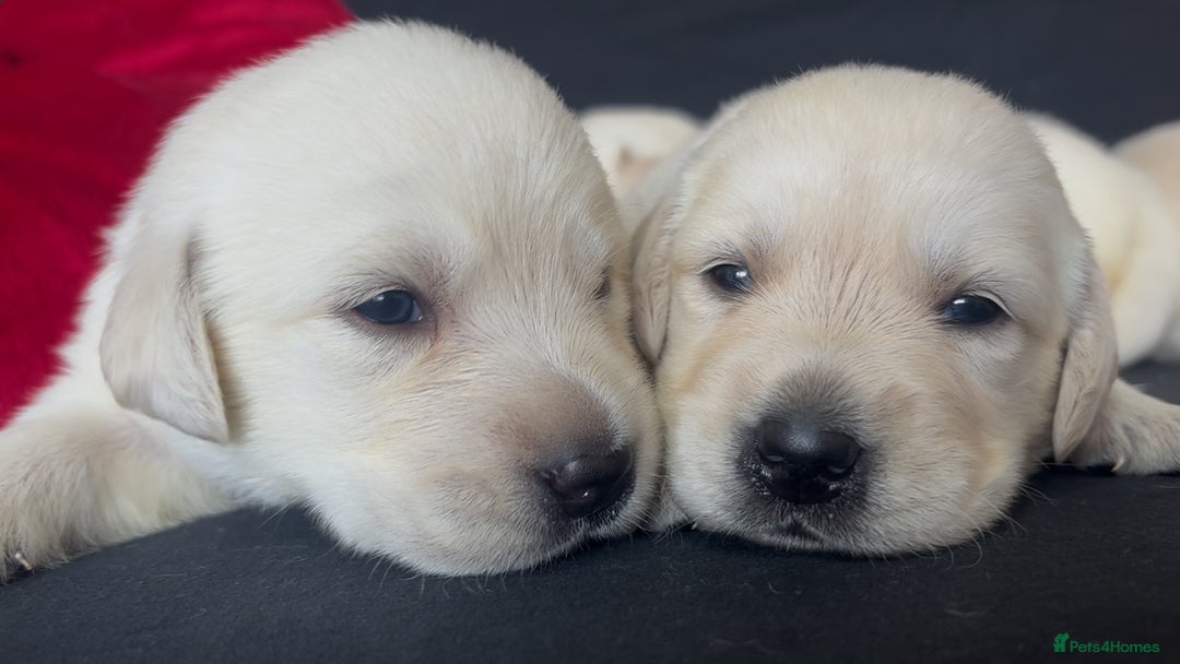 Goldador dogs for sale: 🤍🦮White Goldador Puppies🦮🤍 in Bridgend - Image 18