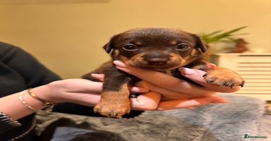 Mixed Breed dogs Miniature JackChi Puppy’s for sale.  - Advert 2
