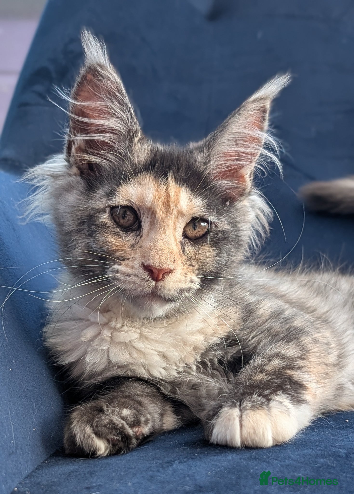 Maine Coon cats Pedigree Maine coons kittens Tica registered - Advert 2