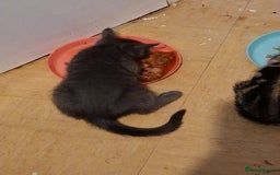 Mixed Breed cats for sale: 8 week kittens - Image 9