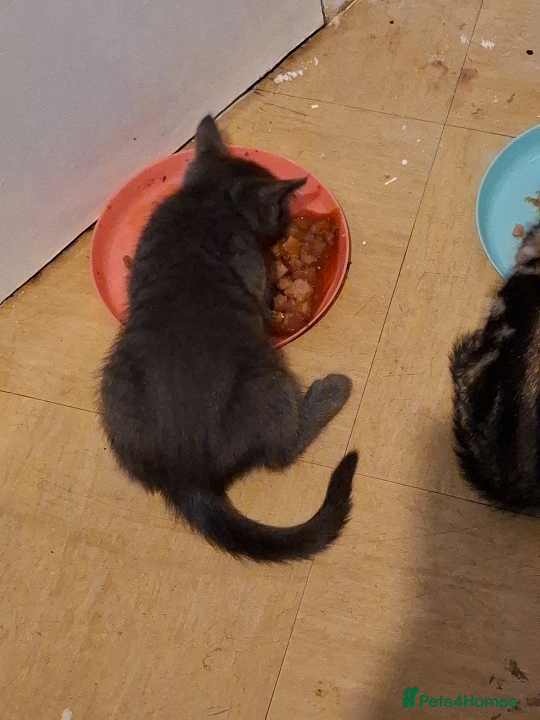 Mixed Breed cats for sale: 8 week kittens - Image 9