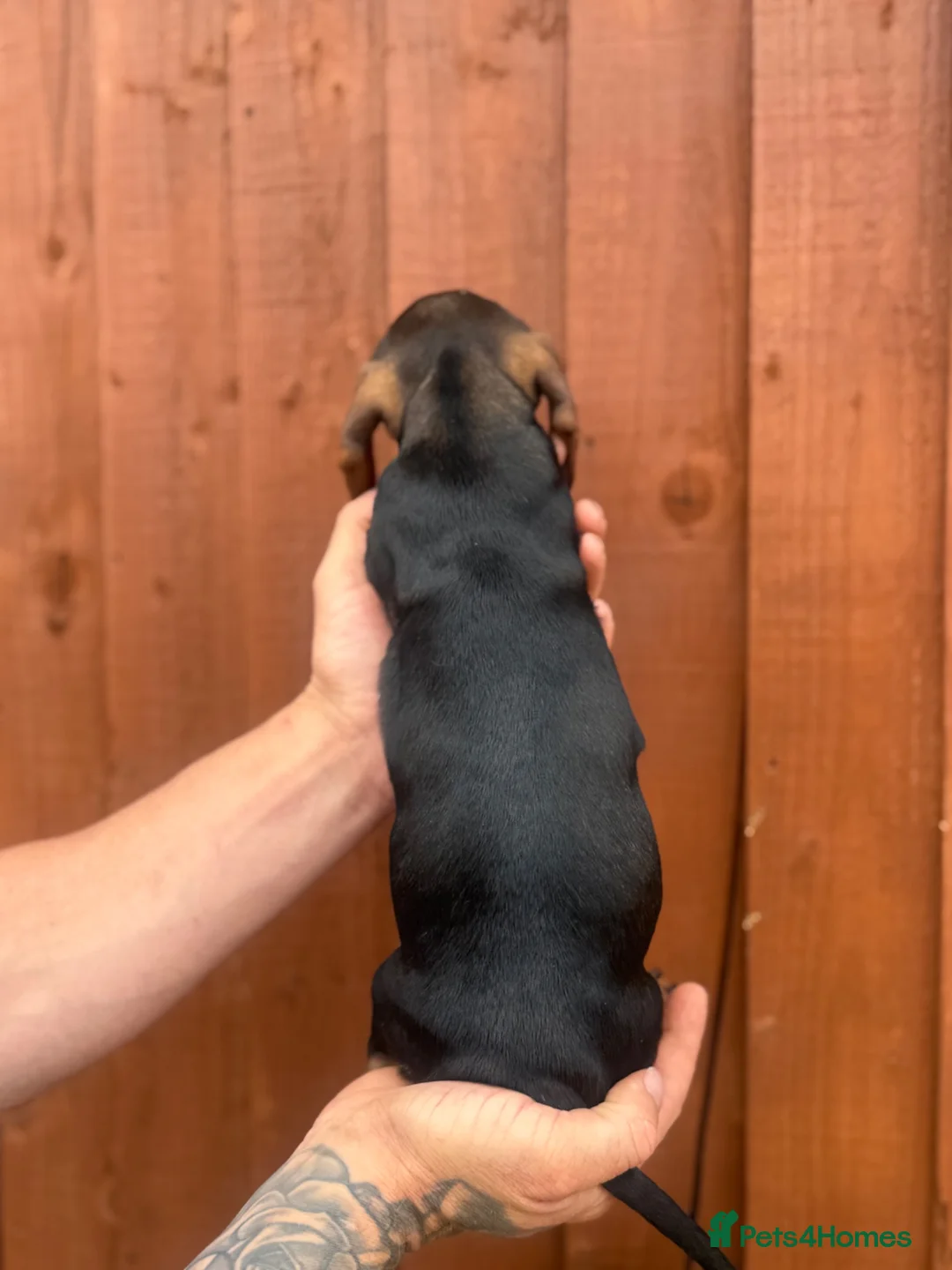 Miniature Dachshund dogs for sale: Miniature dachshund puppies  in Wolverhampton - Advert 11