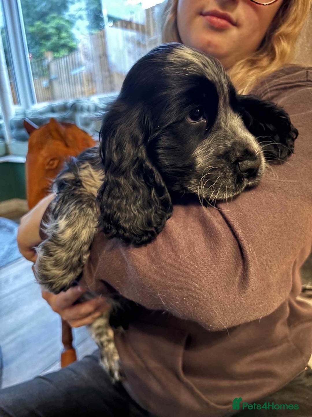 Cocker Spaniel dogs for sale: Stunning KC Show Cocker Spaniels - Image 18