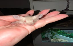 Mouse rodents for sale: Siamese baby mice  - Image 4