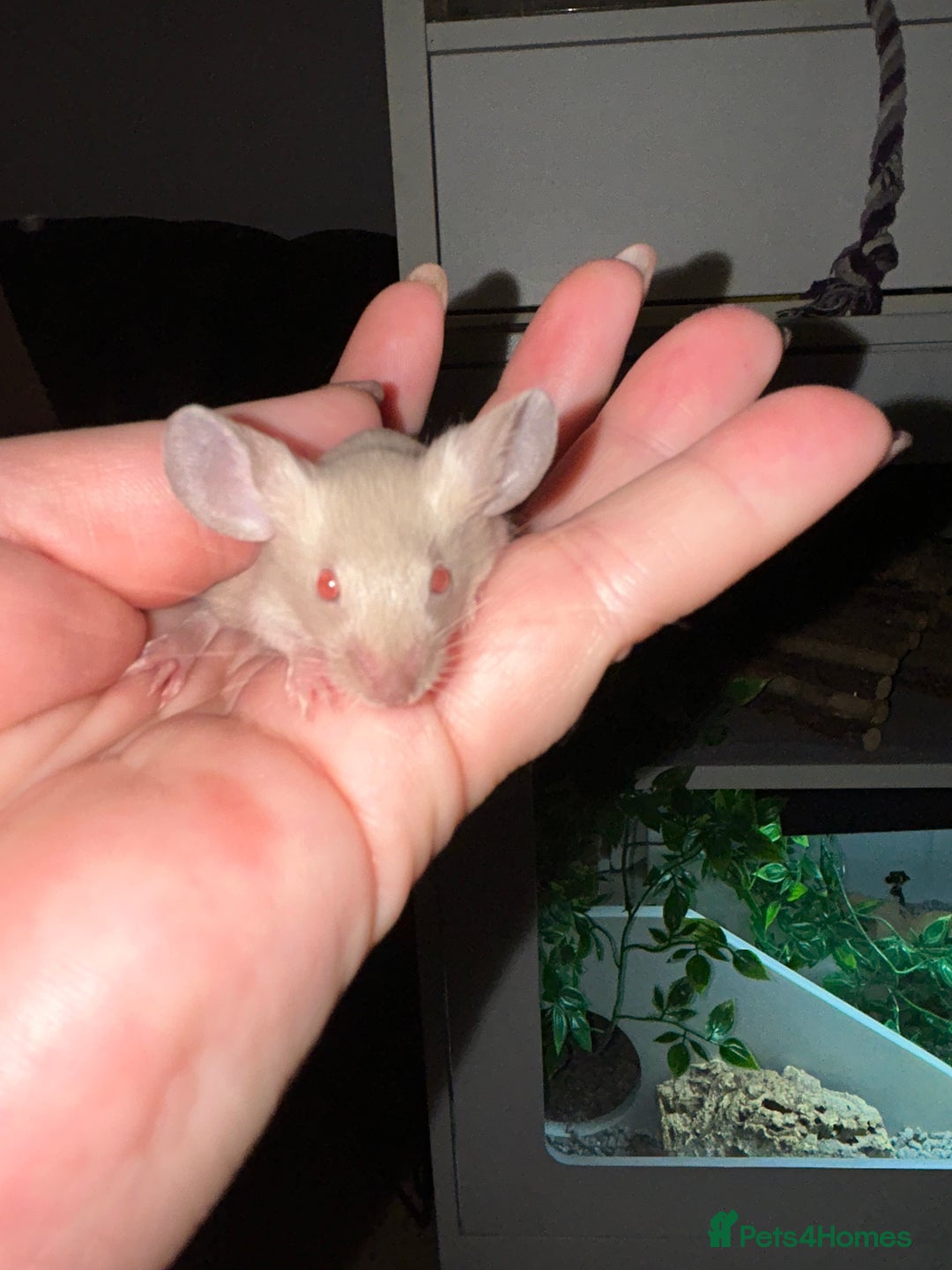 Mouse rodents for sale: Siamese baby mice  - Image 4