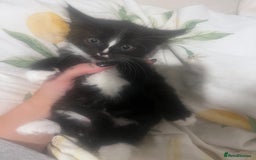 Domestic Shorthair cats for sale: Kittens  - Advert 1